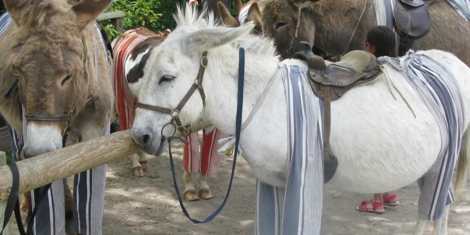 Donkeys in pants