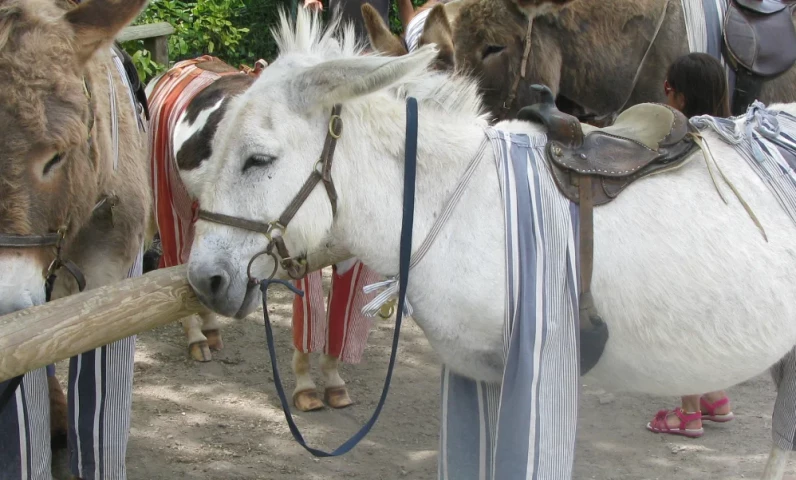 Burros en pantalones