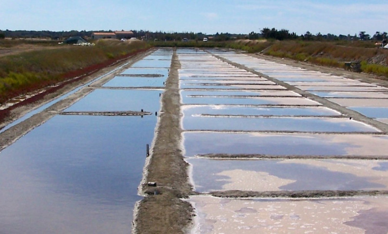 Marismas salinas de la Isla de Ré