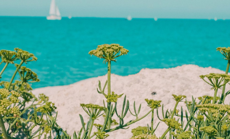 Les marées à l'île de Ré