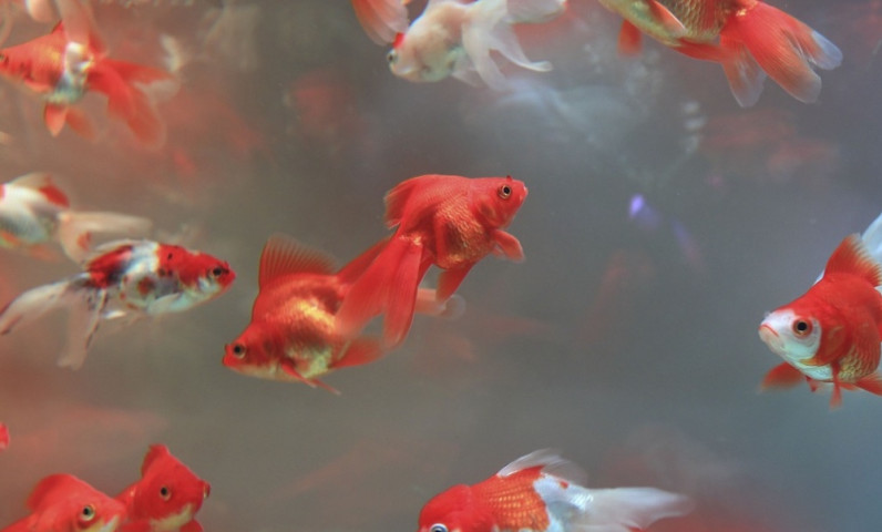 Aquarium de La Rochelle