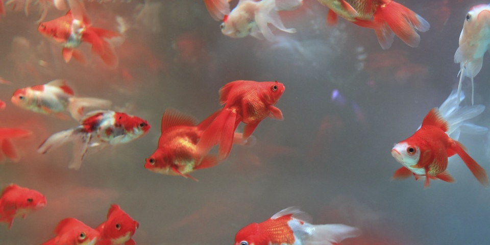 Aquarium de La Rochelle