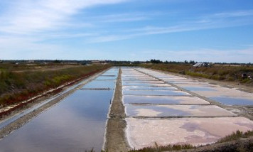 Marais salant Île de Ré