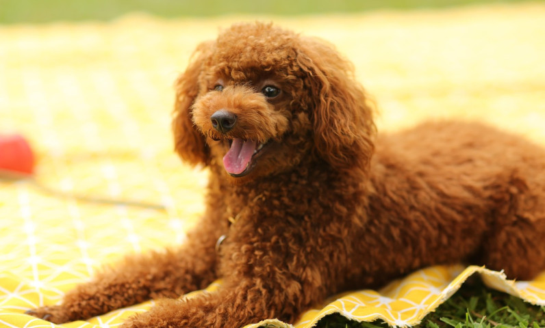 vacances actives avec votre chien